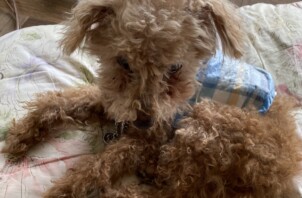 豊中市のペットシッターワンちゃんのお世話🐕