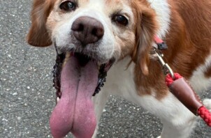 東大阪市のペットシッターお散歩代行🐶