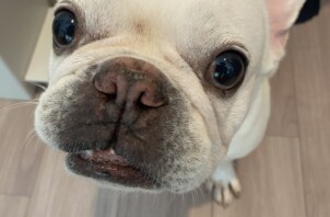 吹田市のペットシッターワンちゃんのお世話🐶