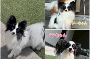ペットシッターわんちゃんのお世話🐶