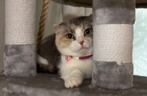 ♡今週のCoco Maisonフレンズ(70)♡