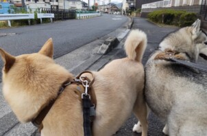 パワー全開！（栗東市）