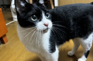 みりちゃん🐱🎀のお世話(品川区)