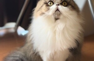 猫のお世話　ししゃもちゃん