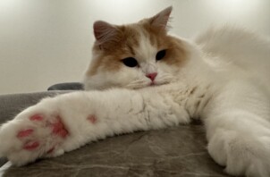年末ぶりのお世話🐱(渋谷区)