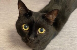 あもちゃん