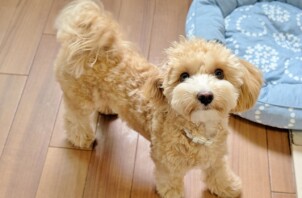神奈川区のレミちゃん　神奈川区のペットホテルＢｏｗｗｏｗばうわう