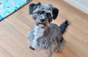 港北区のオハナちゃん　港北区のペットホテルＢｏｗｗｏｗばうわう