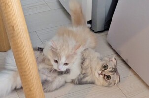 鶴見区のルナちゃん、レイくん　鶴見区のペットシッターＢｏｗｗｏｗばうわう