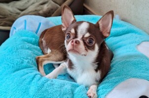 保土ケ谷区のコマチちゃん、モナカちゃん　保土ケ谷区のペットホテルＢｏｗｗｏｗばうわう