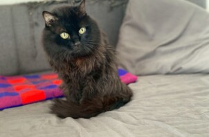 渋谷区ねこ1匹シッティング