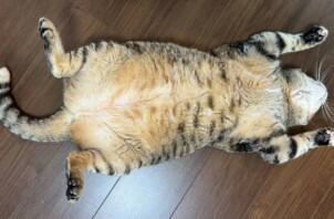 世界猫の日