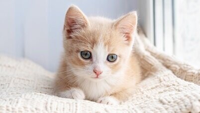 asmallredkittensitsbythewindowona