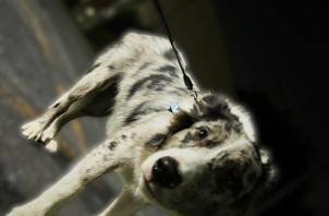 【お世話報告】お散歩デビュー🐾✨