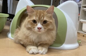 ポテチくん、オレオくん