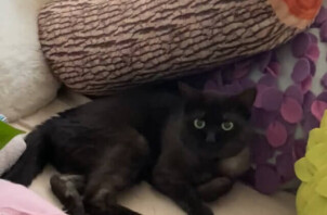 猫のミーコちゃんのお世話🐱😄👋