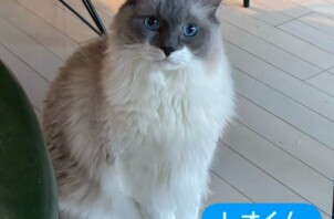 東大阪市のペットシッター猫ちゃんのお世話🐱