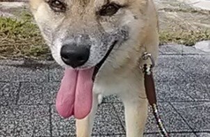 ミックス犬の男の子♪