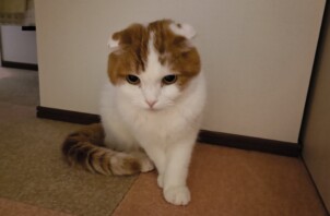 ココロくん、リヨンくん