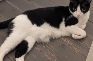 お盆期間中は多くのお世話代行依頼をいただき、誠にありがとうございます【日本ペットシッターサービス福山店】
