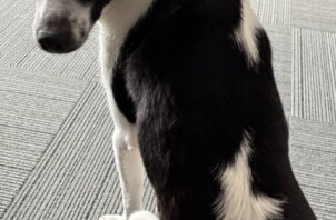 お盆期間中は多くのお世話代行依頼をいただき、誠にありがとうございました【日本ペットシッターサービス広島店】