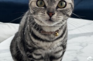 猫のルルちゃんのお世話(品川区)