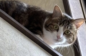 山形市ペットシッター｜シャイな猫ちゃんのごはんチェック