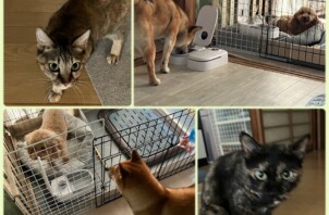 シッティングの喜び申し上げます