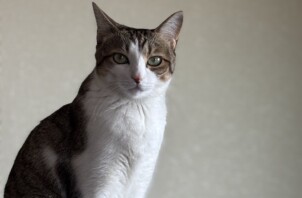 山形市ペットシッター｜モデルみたいな美猫・つくしちゃん