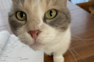 豊中市のペットシッター 　猫ちゃんのお世話🐈🐈🐈