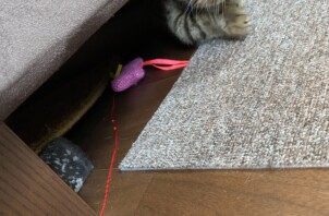 豊中市のペットシッター　猫ちゃんのお世話🐈