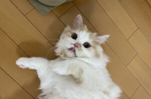 豊中市のペットシッター　猫ちゃんのお世話🐈