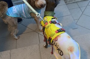 豊中市のペットシッター　ワンちゃんのお世話です。🐶🐕