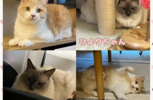ペットシッター猫ちゃんのお世話🐱