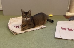 東大阪市のペットシッター猫ちゃんのお世話🐱