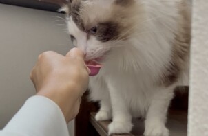東大阪市のペットシッター猫ちゃんのお世話🐱