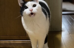 猫のお世話　モモちゃん・キキちゃん