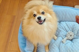緑区のアラレちゃん　緑区のペットホテルＢｏｗｗｏｗばうわう