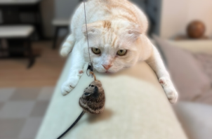 【お世話報告】お気に入りのソファでまったり🐾