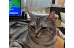 豊中市のペットシッター 猫のお世話です！🐈🐈‍⬛🐈🐈🐈‍⬛
