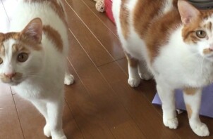 お世話風景３０．アポロ君レイ君