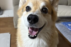 看板犬もなかのシッティング
