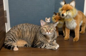 動物愛護週間