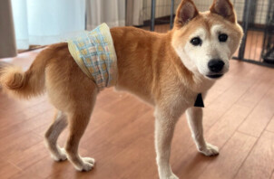 柴犬、レックスちゃんのペットホテル