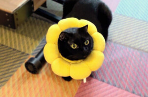 猫、てつとちゃんのペットシッター