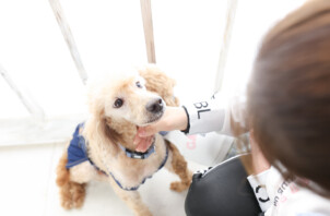 足が麻痺して散歩に行けなかった日