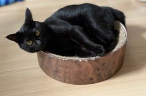 とても人懐っこい 黒猫ちゃん