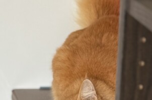 はじめましての３匹の猫ちゃん