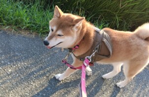 ななちゃん