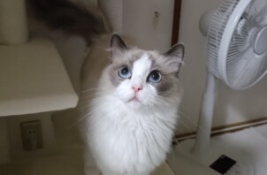 グリちゃんとミアちゃん